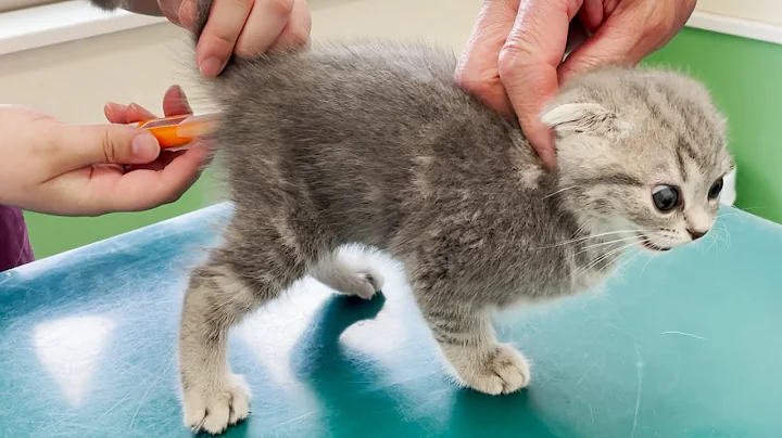 Kitten Lulu screaming at the first hospital - DayDayNews
