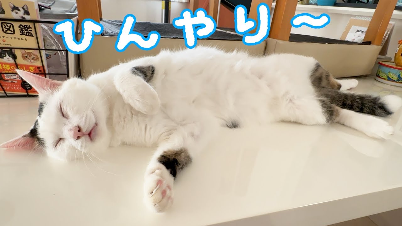 暑くなって朝寝が大胆になった猫チロさん