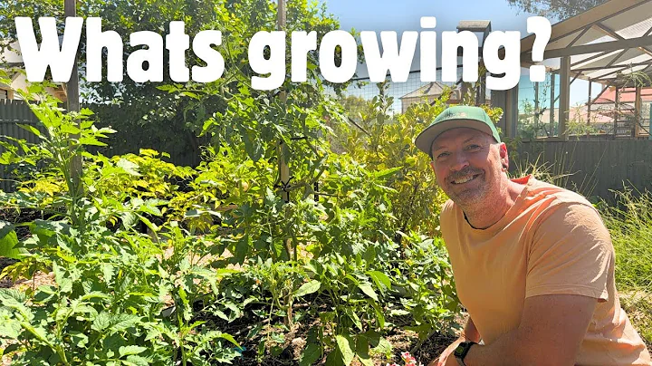 Planting more tomatoes 🍅 || Sunflowers 🌻 || Pulling up Ranunculus 🪏 || Garden VLOG