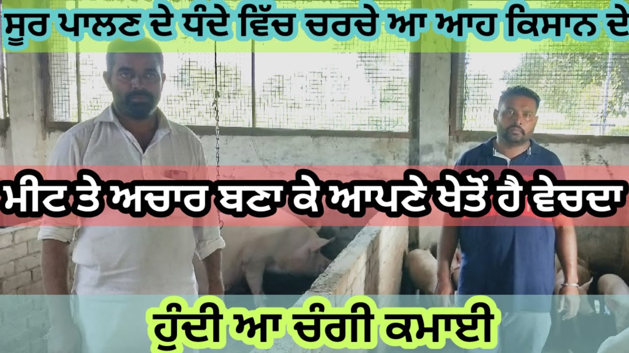 ਕੋਟਦੁੰਨੇ ਪਿੰਡ ਦਾ ਆਹ ਨੌਜਵਾਨ ਕਿਸਾਨ ਸੂਰ ਪਾਲਣ ਵਿੱਚ ਕਰਦਾ ਚੰਗੀ ਕਮਾਈ। ਮੀਟ ਤੇ ਅਚਾਰ ਖੇਤੋਂ ਹੀ ਵਿਕ ਜਾਂਦਾ