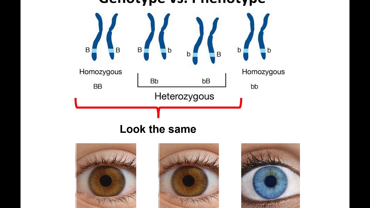 Genetics I online lecture - YouTube