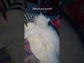 Sleeps like a queen #viralshort #trolledit #music #cat #catlover #cats #pets #pet #catshorts #fyp