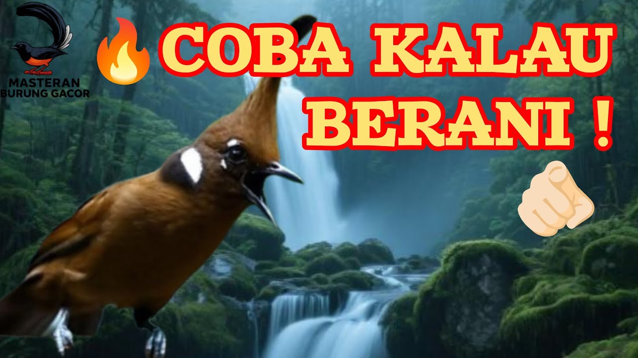 FIGHTER POLL🔥BURUNG MACET BUNYI LANGSUNG GACOR | SUARA JERNIH CILILIN ...