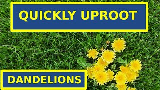 How To Remove Dandelions From Your Lawn Without Chemicals