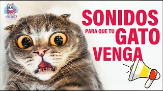 SONIDOS para que tu GATO VENGA | Haz que VENGA CORRIENDO ✔ | 2022