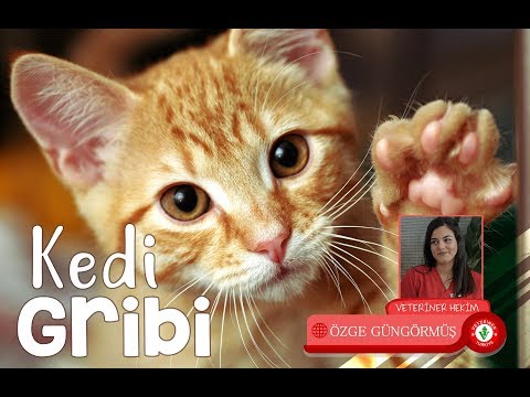 Kedi Gribi - Veteriner Hekim Özge Güngörmüş - YouTube