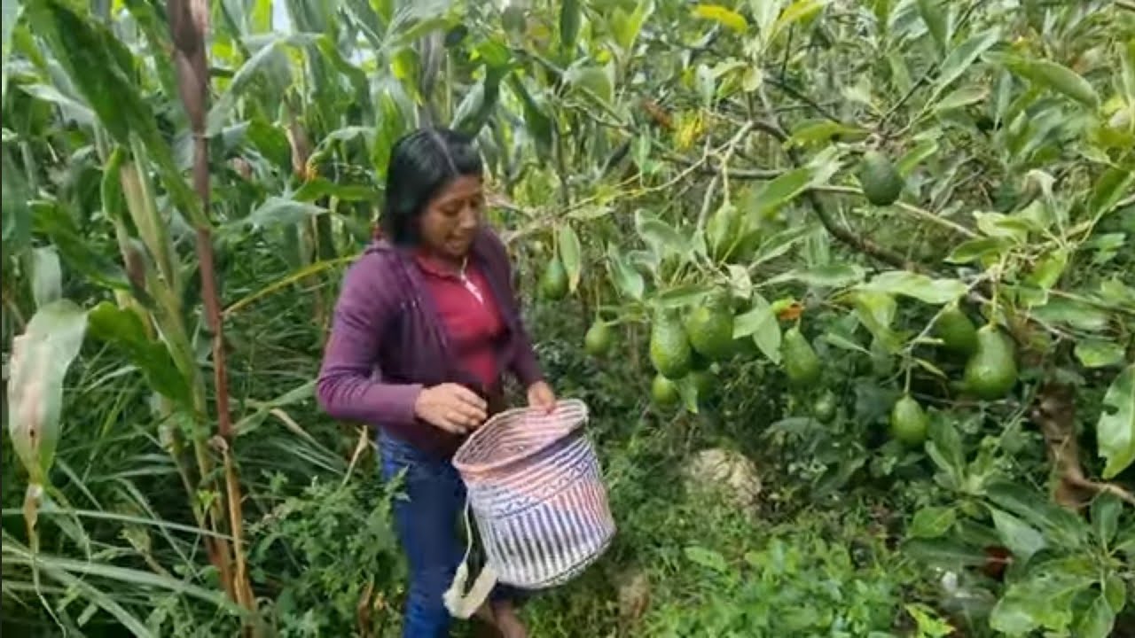 ✅️😀Hoy fui con mi esposo a cosechar aguacates y elotes en mi parcela 😃