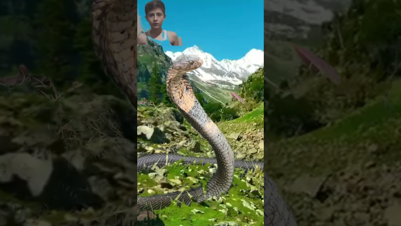 Biggest Cobra In Each Other Opposite In Forest