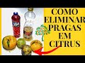 ELIMINE DE VEZ PRAGAS DOS SEUS CITRUS COM ESSES INGREDIENTES