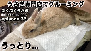 うさぎ専門店でグルーミングだ!! ぷくぷくうさぎ (PukuPuku rabbit) episode 33