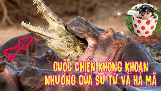 Khoảnh Khắc Tấu Hài Của Các Loài Động Vật || Thư giãn cuối tuần