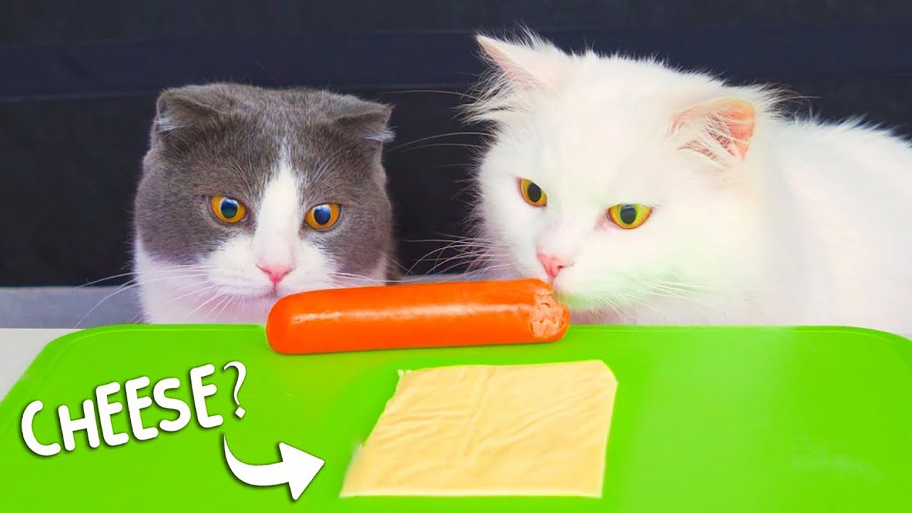 What Human Foods Do Cats Like? YouTube
