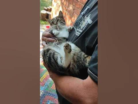 Дикі безхатні коти )) ...які "зробили" наше літо на орендованій дачі ...