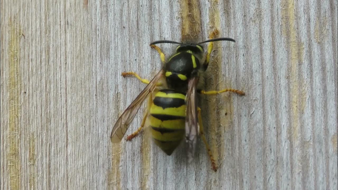 Wasp stripping wood 07052021 YouTube