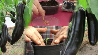 Начало выращивания баклажан - посев и пикирование