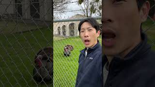 I speak Turkey. #turkey #turkeyvlogs #turkeycall