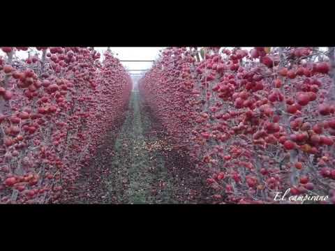 فيديو: ما التفاح ينمو في الأرض