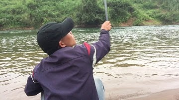 Câu cá lóc bằng vịt gặp cặp Cá khủng táp gãy lưỡi câu đức bợ vịt, câu cá lóc