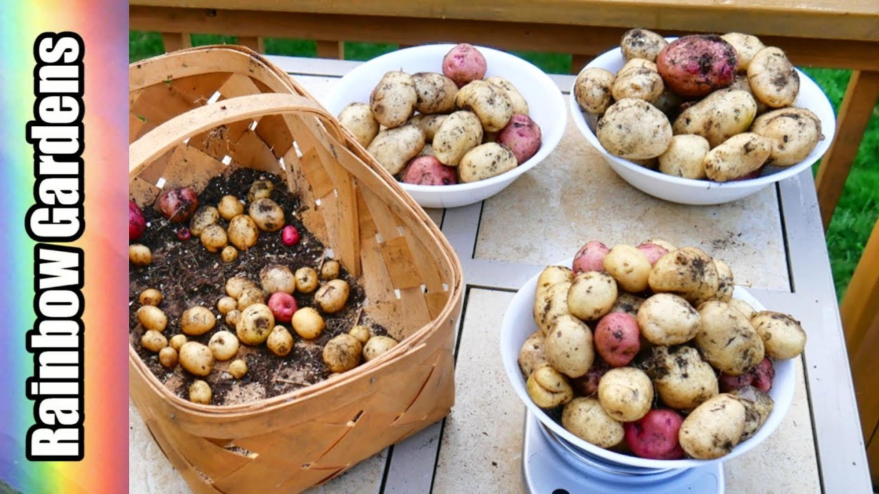 Grow 13 Pounds +++ of Potatoes in 2 Square Feet! GreenStalk Potato