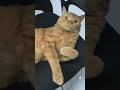 إزاي كريم بيسمع صوتي لما بناديه؟! #cats #orangecat #viral #funny #catworld 😂🐈😍