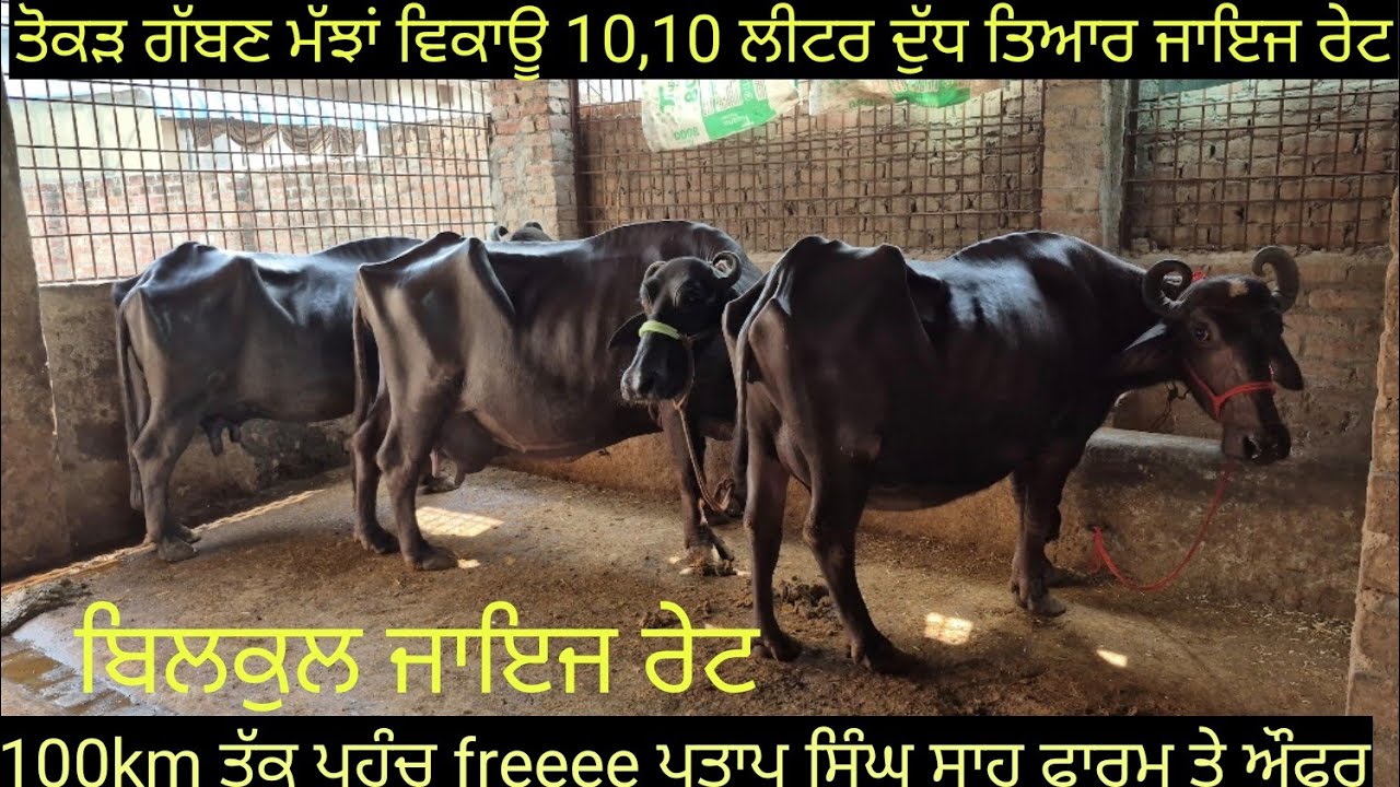 #ਤੋਕੜ ਗੱਬਣ ਮੱਝਾਂ #ਸੱਜਰ ਸੂਈਆ ਮੱਝਾਂ ਵਿਕਾਊ 8 buffalo for sale #best #qulity #bufflo #viralvideo #shere 