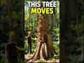 Trees That Can Walk 😳🌿 | Moving Trees Are Real #shorts #facts #nature #mystery  #science