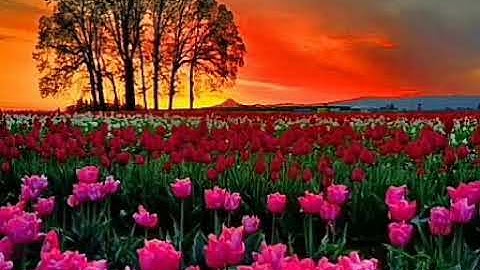 سورة الفاتحة والأخلاص والفلق والناس مكرره{6#}