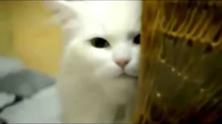Злые коты и собаки. Домашние животные. Подборка. Злые коты и собаки. Домашние животные. Подборка.