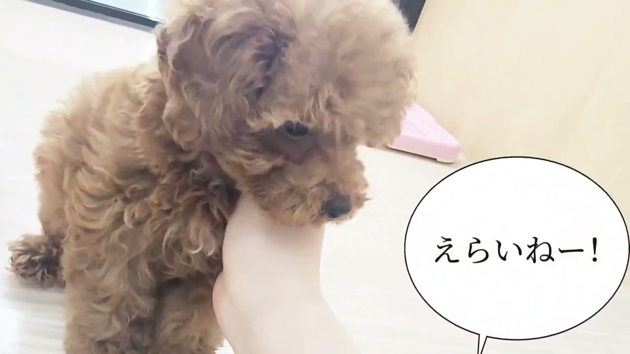 トイプードル 】4/25現在在店中のトイ・プードルちゃん！最新動画は