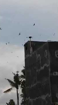 WOW RBW MANTAP SALAM SUKSES Gak JADI STRES