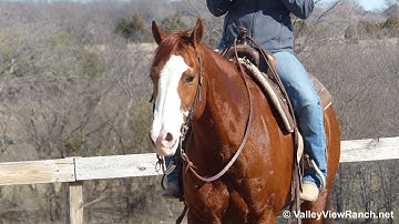 Short Dry Bandit***For info, price, etc., go to our website*** Valley View Ranch