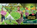 Home gardening, Home gardening, Organic gardening, Organic ,ගෙවතු වගාව ,gewathu wagawa ,kabanika