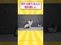 猫がグイグイ来る島に行ってきた #ゆっくり解説 #ねこたんの解説 #2ch #cat #保護猫