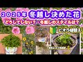 【2025年・冬越し決めた花】【 ビオラの植替え・丁寧説明 】どうやって冬越し？冬越しスタイル
