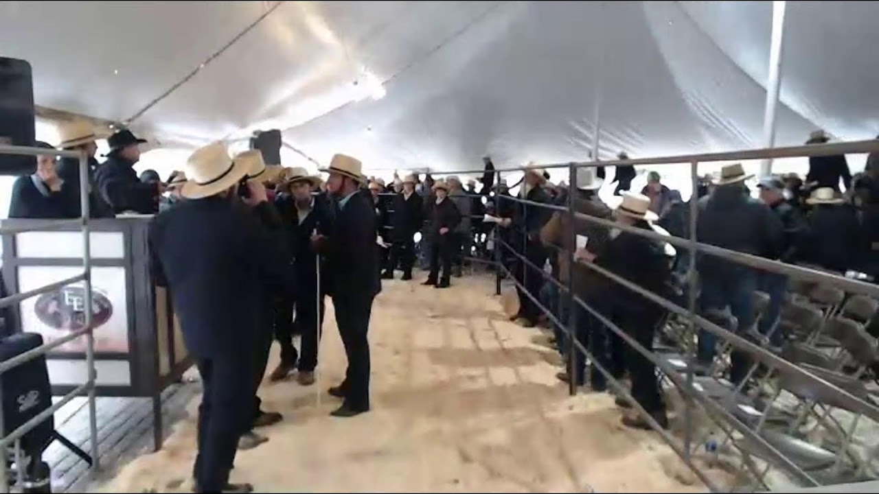 Oct 2021 Farm Colt Sale Quarryville PA YouTube