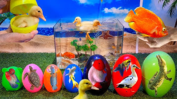 Tổng hợp video cá cảnh đẹp, động vật dễ thương, cá mập, cá lia thia, cá betta, vịt