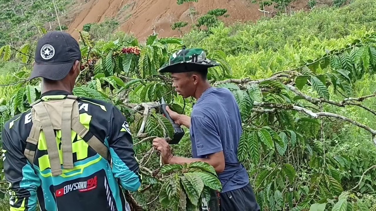 tutorial cara peremajaan/perombakan total pohon kopi yang tidak pernah tersentuh pemangkasan.!!!