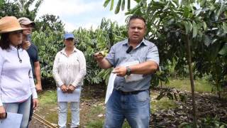 Soursop hand pollinate