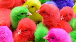 Menangkap ayam pelangi, ayam warna warni, ayam kotek, anak ayam lucu, anak ayam lucu