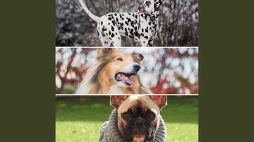 Groovy Backdrops for Relaxing Your Dog