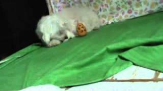 20110205154247.wmv