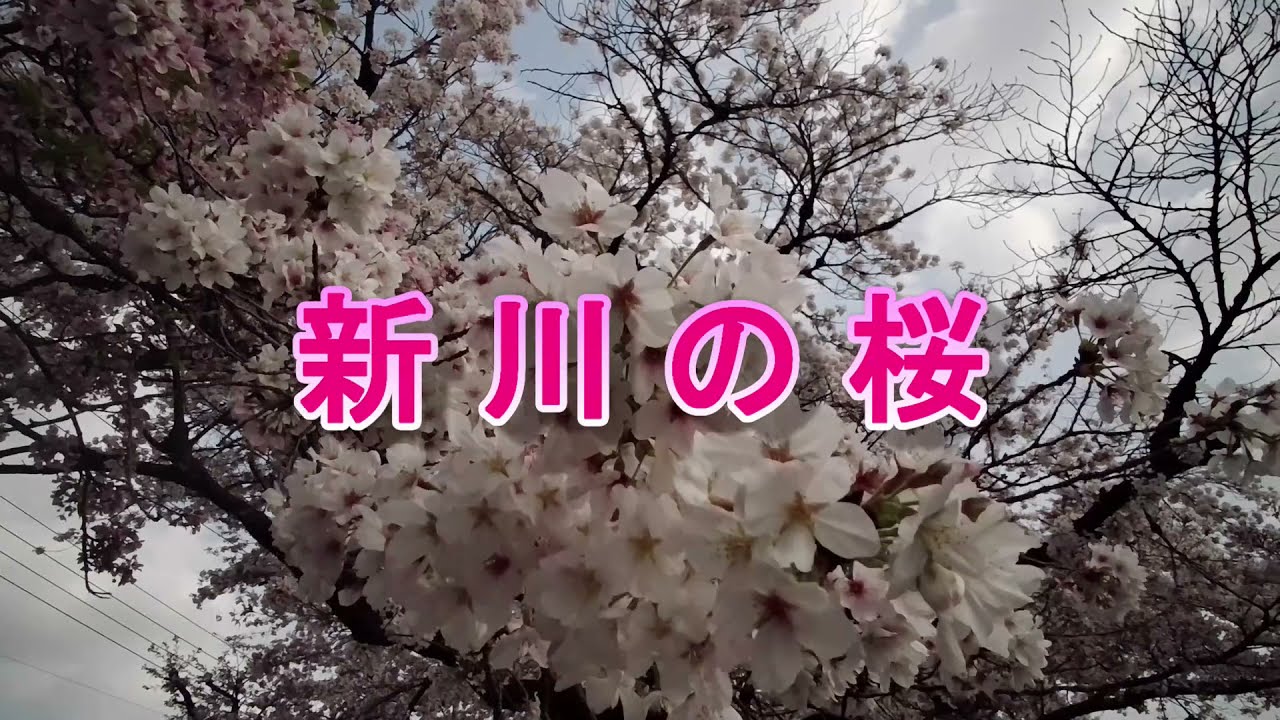 新川桜並木 一緒に歩きましょう 21 3 30 Youtube