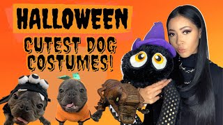 CUTEST DOG COSTUMES AND TOYS FOR HALLOWEEN 🎃 TRY ON HAUL WITH MY FRENCH BULLDOG 👻 (FUNNY)
