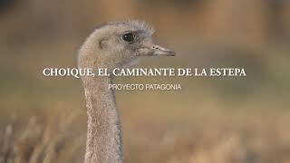 Choique, El Caminante De La Estepa