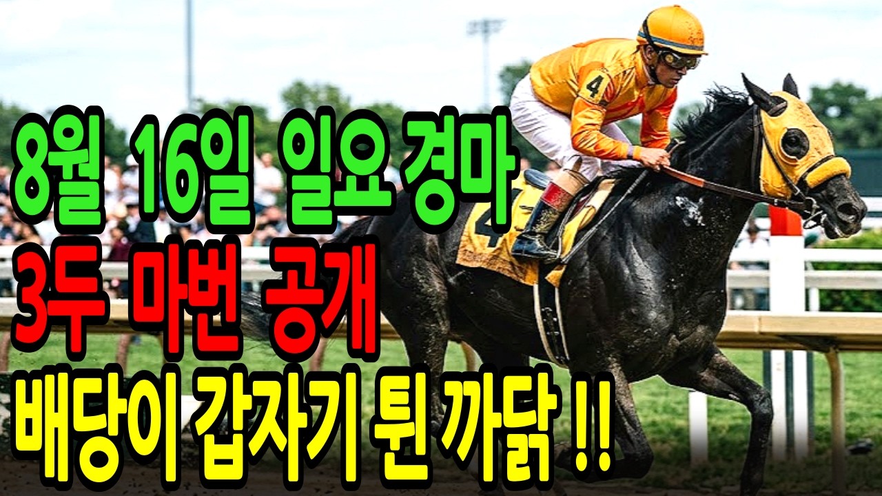 8월 16일 일요일 경마~ “진짜 터진다! 초고배당 복병마 집중 분석” ㅣ승전경마 전문가의 이변 포착 l 경마 l 경마예상 l 코리아레이스 l 검빛경마 ㅣ경마정보