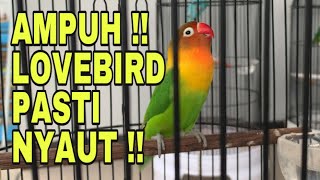 Pancingan lovebird ngekek untuk melatih mental