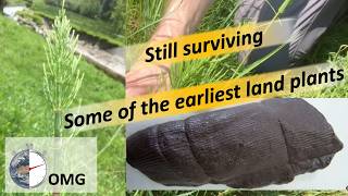 Some of the earliest land plants - still surviving!