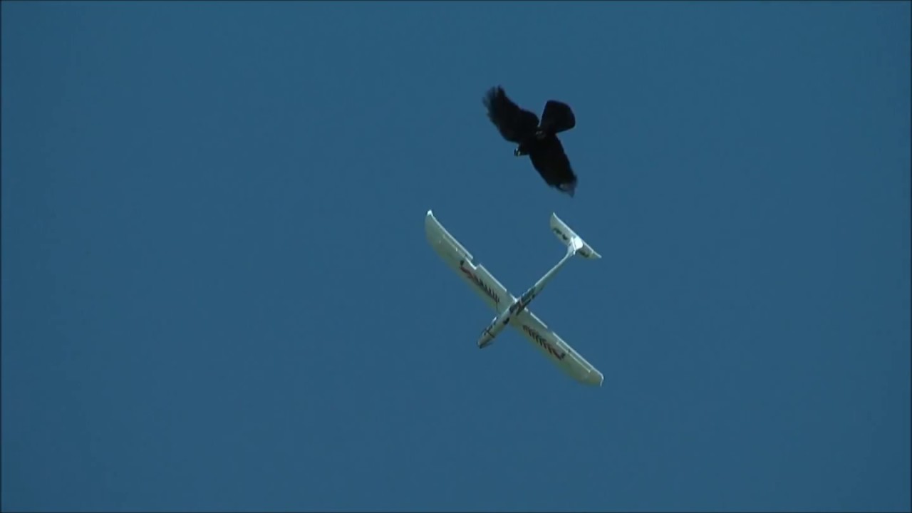 RC Glider Attack By Crow Crashed 2 YouTube