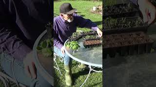 Avoid the 50 dollar tomato problem
