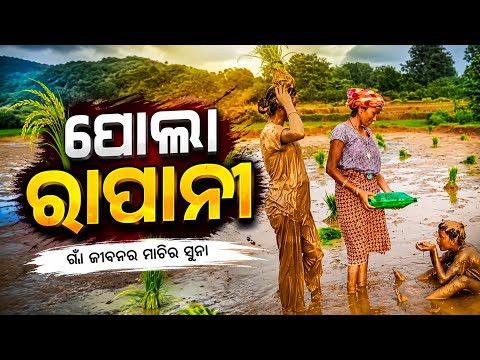ପୋଲା ରାପାନୀ ଗାଁ ଜୀବନର ମାଟିର ସୁନା🌾#shortvideo
